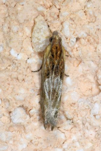 Eucosma sp.